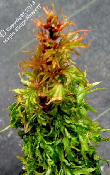 Acer palmatum 'Hupp's Dwarf' - mapleridgenursery